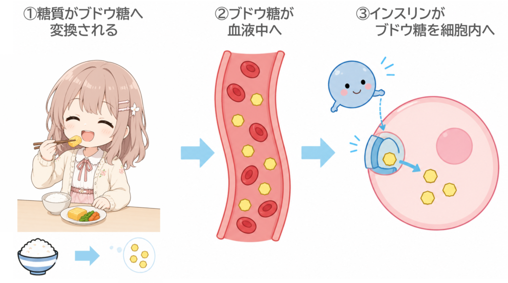 血糖値が上がるメカニズム