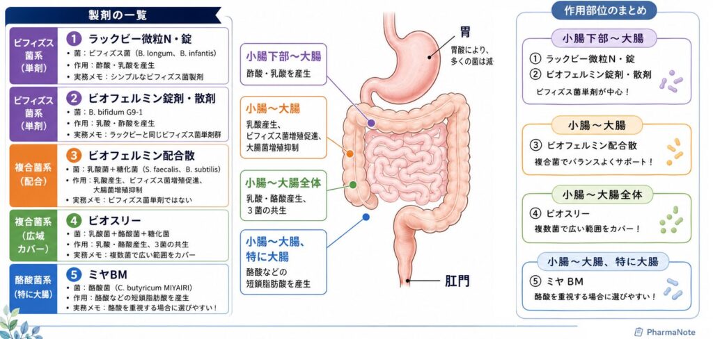 整腸剤の部位別まとめ