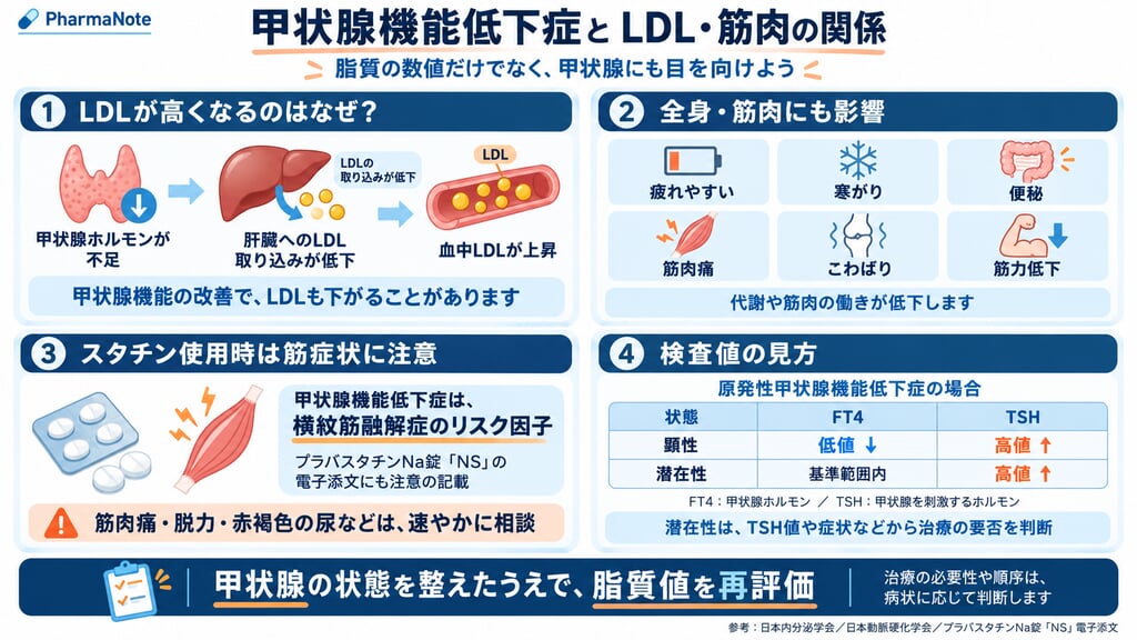 甲状腺機能低下症とLDL・筋肉の関係
